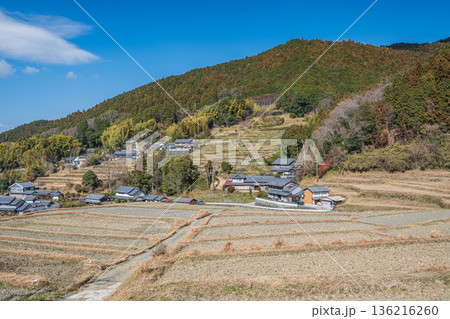 明日香村の冬の棚田風景　奈良県 136216260