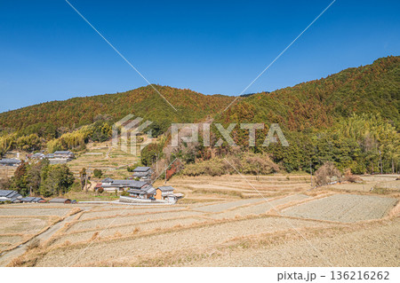 明日香村の冬の棚田風景　奈良県 136216262