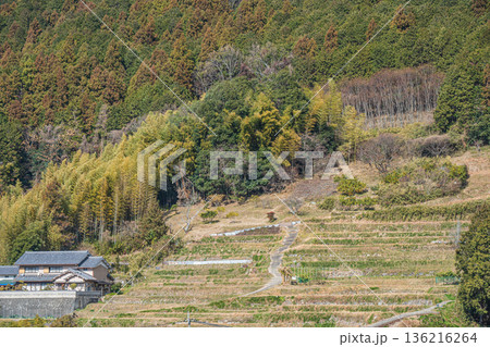 明日香村の冬の棚田風景　奈良県 136216264