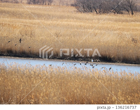 河川に舞い降りるカモの群れ 冬の渡良瀬風景 河川に舞い降りるカモの群れ 冬の渡良瀬風景 136216737