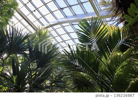 植物園のガラス温室の植物達と空 136216867