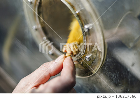 リスザルの餌やり体験 手からエサを渡す ふれあいイベント 136217366