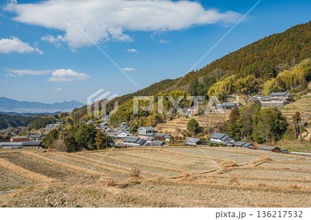 明日香村の冬の棚田風景　奈良県 136217532