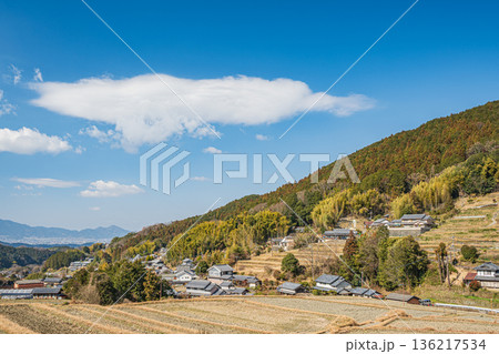 明日香村の冬の棚田風景　奈良県 136217534