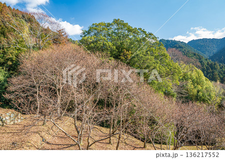 明日香村上（かむら）地区の棚田風景　奈良県 136217552