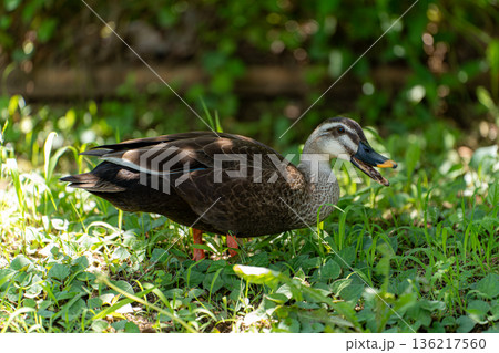カルガモが鳴いているところ カルガモが鳴いているところ 136217560