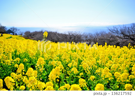 吾妻山公園の高台から見る相模湾と菜の花畑の風景 吾妻山公園の高台から見る相模湾と菜の花畑の風景 136217592
