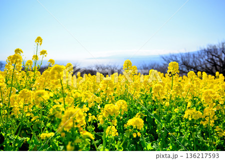 吾妻山公園の高台から見る相模湾と菜の花畑の風景 136217593