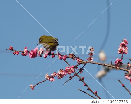 梅の花の蜜を吸うメジロ 136217758