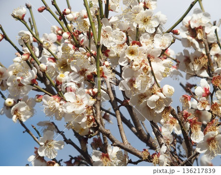 青空に映える白梅 136217839