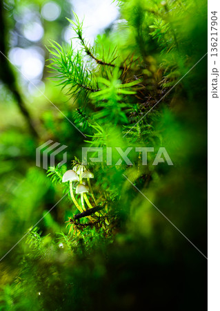 光差す森の中の小さなキノコ 136217904