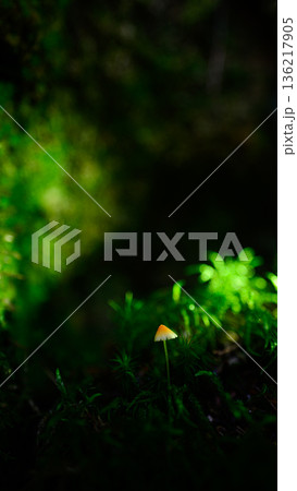 光差す森の中の小さなキノコ 136217905
