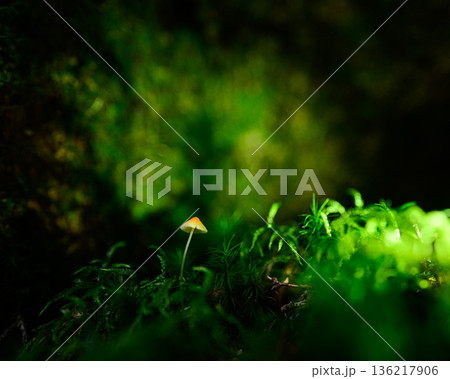 光差す森の中の小さなキノコ 136217906