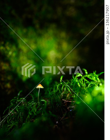 光差す森の中の小さなキノコ 136217907