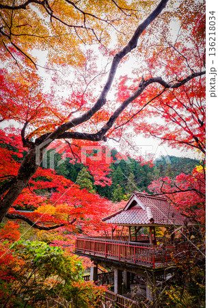 燃えるような紅葉 燃えるような紅葉 136218034