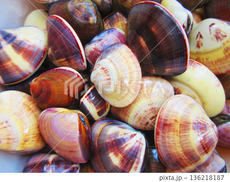 潮干狩りで集めたたくさんのハマグリの風景 136218187