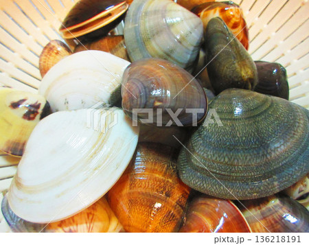 潮干狩りで集めたたくさんのハマグリの風景 136218191
