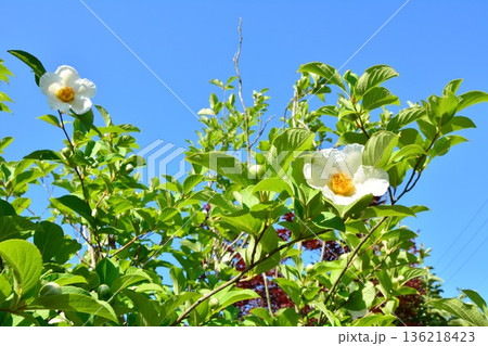 夏椿の花 夏椿の花 136218423