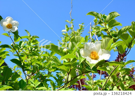 夏椿の花 136218424