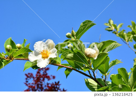 夏椿の花 136218425