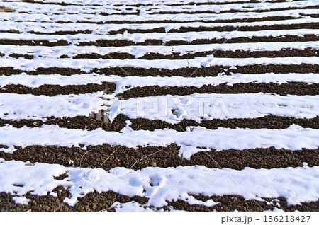 積雪の畑の畝 136218427