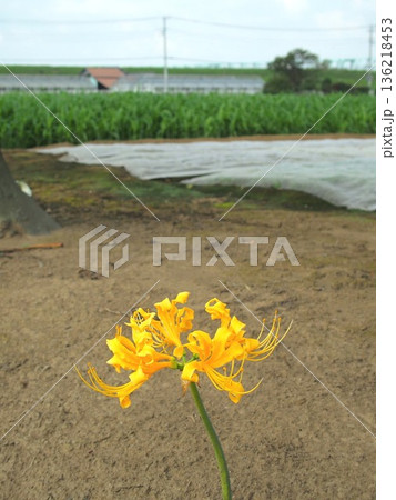 秋の野菜畑脇の空地に咲く一輪のショウキズイセン 秋の野菜畑脇の空地に咲く一輪のショウキズイセン 136218453