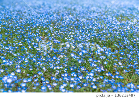 ネモフィラ 136218497