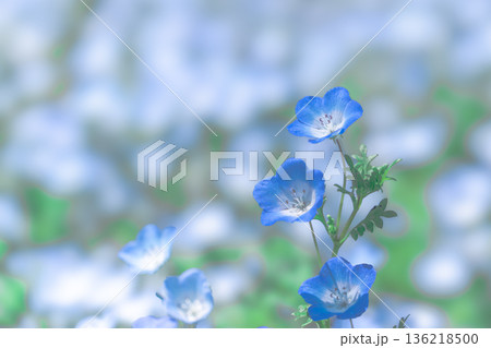 ネモフィラ 136218500