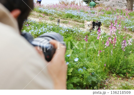 お花の中で二匹のチワワを撮影するペットフォト 136218509