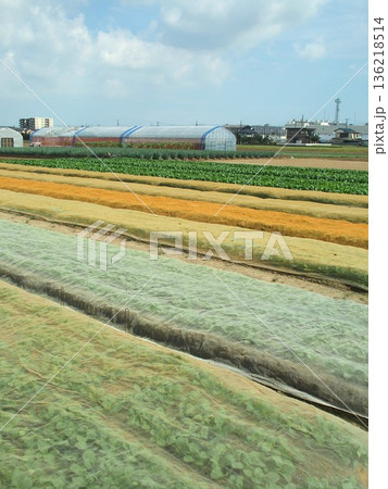 秋の近郊のシートのある小松菜畑風景 136218514