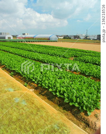 秋の近郊のシートのある小松菜畑風景 秋の近郊のシートのある小松菜畑風景 136218516