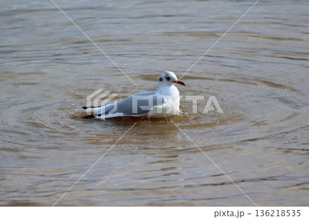 水辺で整える冬の翼 136218535