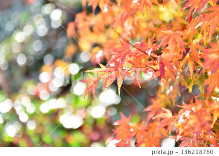 湯本温泉御幸山公園の紅葉 湯本温泉御幸山公園の紅葉 136218780