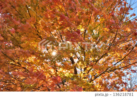 湯本温泉御幸山公園の紅葉 湯本温泉御幸山公園の紅葉 136218781