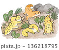 ヒョウモントカゲモドキの水彩風イラスト 136218795