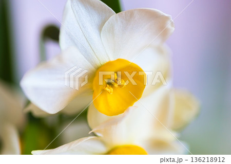 水仙の花 136218912