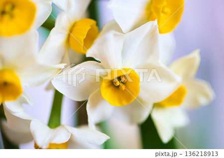 水仙の花 136218913