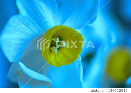 水仙の花 水仙の花 136218915