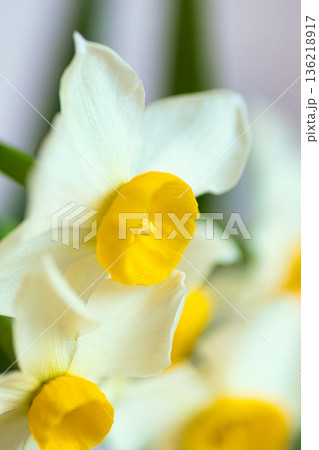 水仙の花 水仙の花 136218917