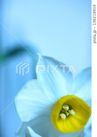 水仙の花 水仙の花 136218919