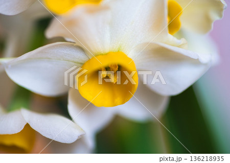 水仙の花 水仙の花 136218935