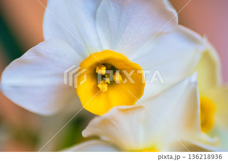 水仙の花 136218936