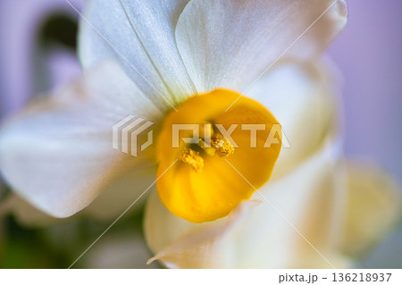 水仙の花 水仙の花 136218937