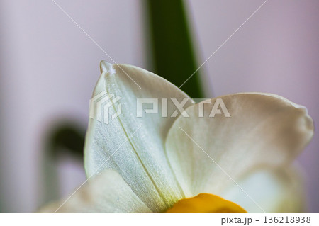 水仙の花 136218938