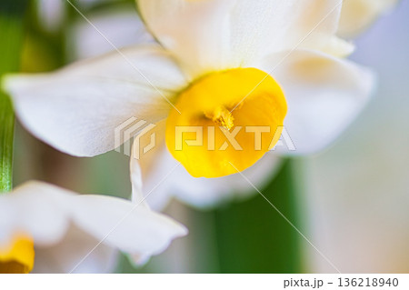 水仙の花 136218940
