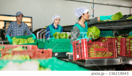 Asian woman sorting lettuce with a team of workers on vegetable factory conveyor Asian woman sorting lettuce with a team of workers on vegetable factory conveyor 136219043