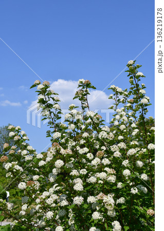 アメリカシモツケ　Meadowsweet 136219178