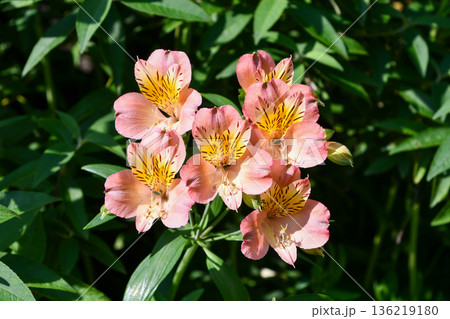 アルストロメリア「サマーフィーリング」 Alstroemeria 'Summer Feeling' アルストロメリア「サマーフィーリング」 Alstroemeria 'Summer Feeling' 136219180