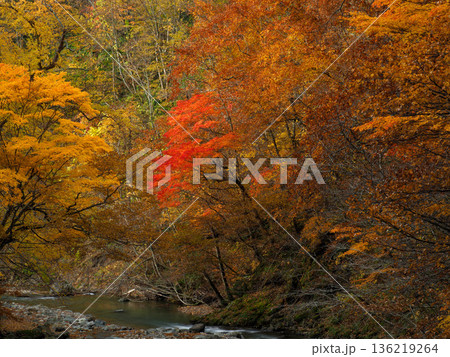 渓谷を彩る紅葉群 136219264
