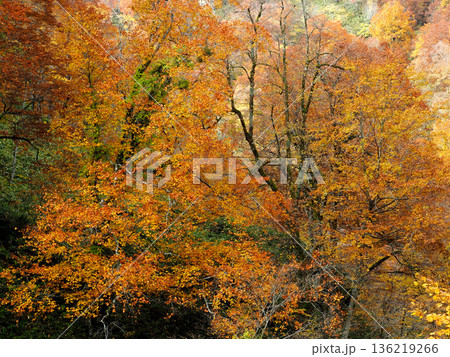 渓谷の紅葉する古木 渓谷の紅葉する古木 136219266